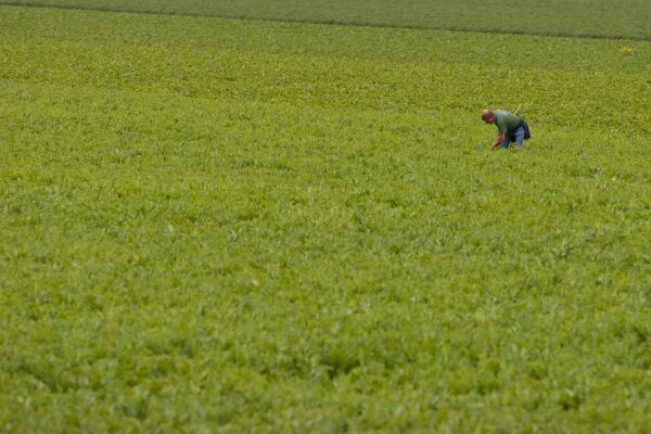 Groen veld